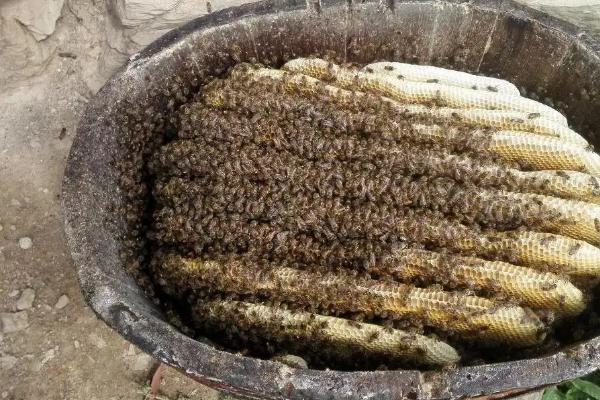 新手养蜂步骤，养蜂需要注意些什么