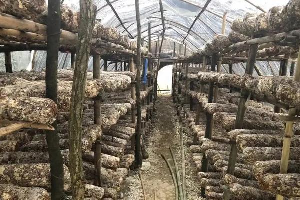 蘑菇的种植技术与管理，菌包买回来怎么处理，多久出一批工蜂