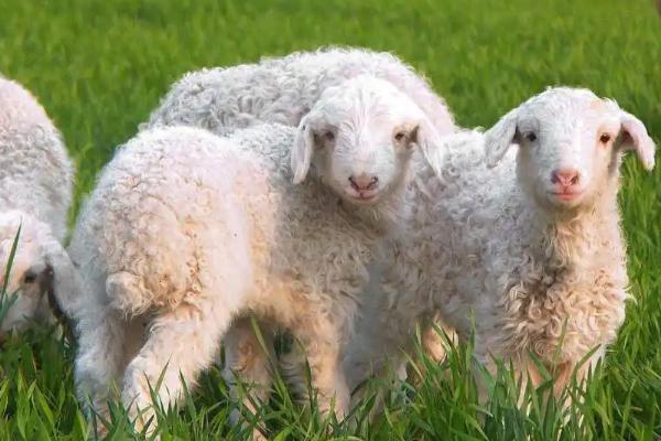 养羊的技术和管理方法