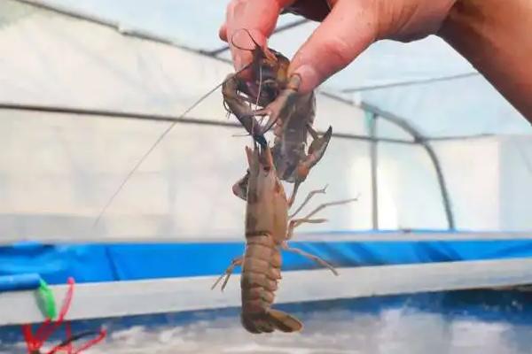 海龙虾可以人工养殖吗，海龙虾的产地在哪里