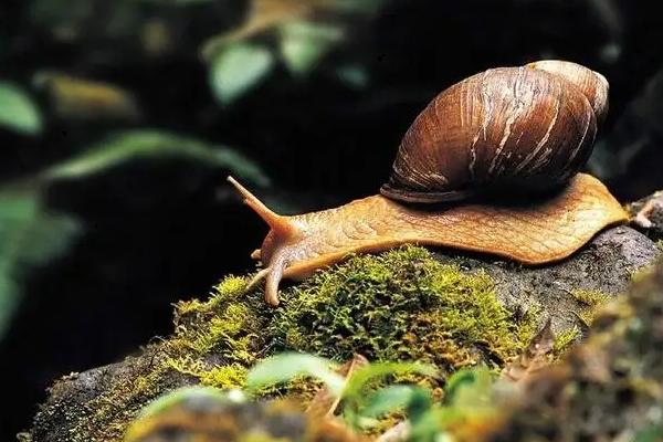 杀蜗牛的特效药，蜗牛是软体动物吗