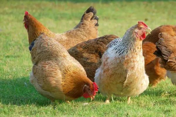 笼养鸡多久喂一次沙子，饲料鸡和散养鸡的区别