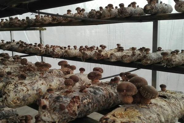 最简单的香菇种植方法，代料栽培香菇为何多用熟料栽培