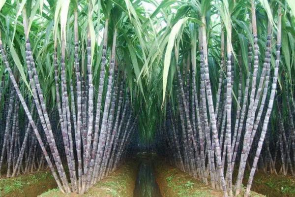 甘蔗种植方法，适合哪些地区种植