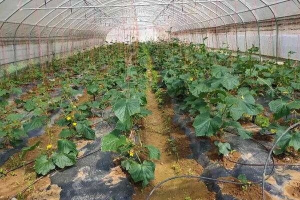 大棚黄瓜种植技术之黄瓜管理技术，需要什么肥料好