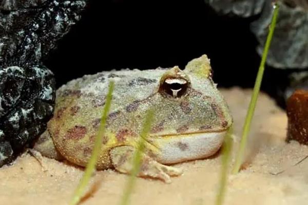 角蛙怎么养，角蛙有毒吗