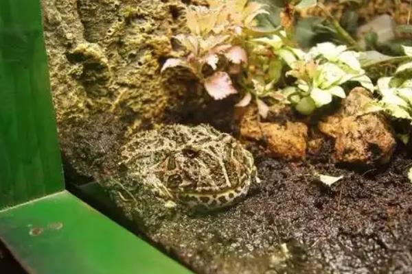 角蛙寿命，怎么养殖
