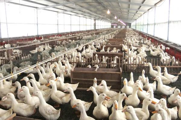 40天肉鸭养殖技术，不能给鸭子吃什么东西