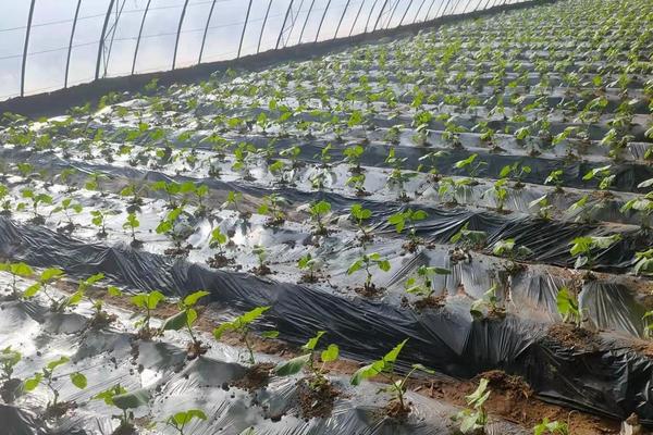 大棚黄瓜种植技术之黄瓜管理技术，需要什么肥料好