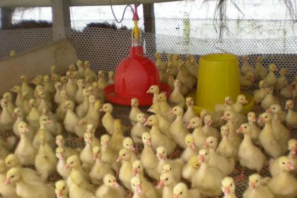 40天肉鸭养殖技术，不能给鸭子吃什么东西