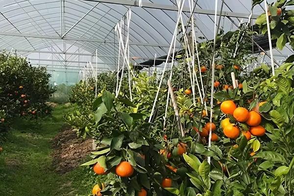 红美人柑橘大棚怎么建，附种植技术