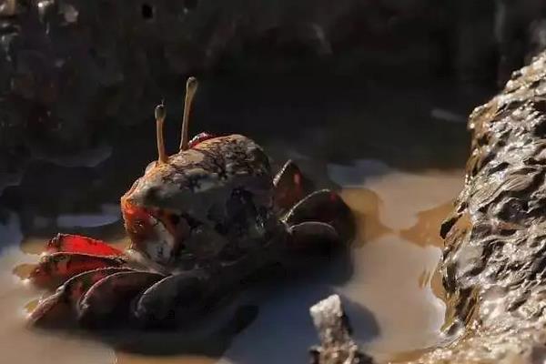 石蟹怎么养，石蟹和大闸蟹的区别