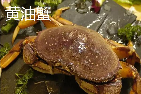 河蟹的养殖方法和注意事项，河蟹和黄油蟹的区别