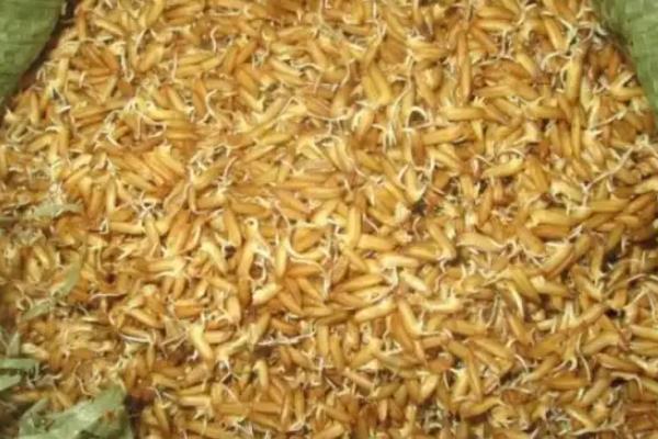 海南水稻一年收割几次，附种植方法