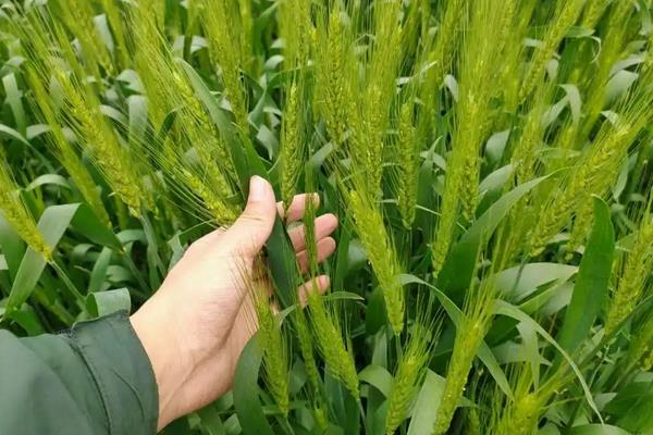 山东小麦播种最佳时期，附种植方法