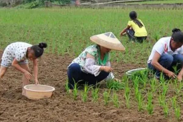 水稻生长周期多少天，附种植方法