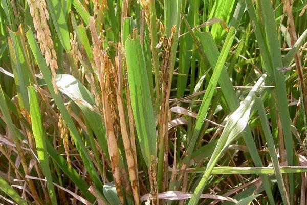 旱稻种植技术，旱稻和水稻的区别