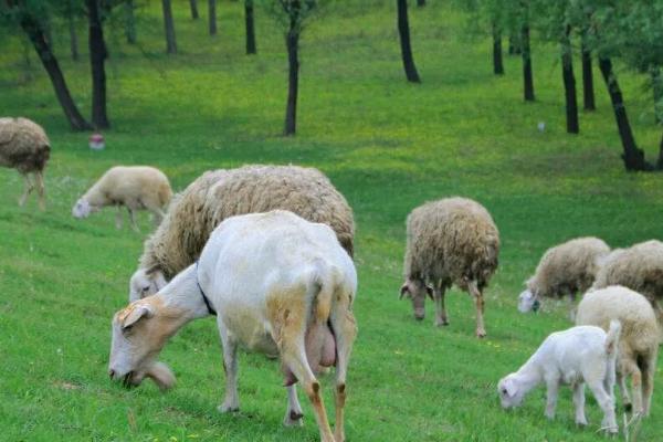 怎么养羊，附养羊的特点
