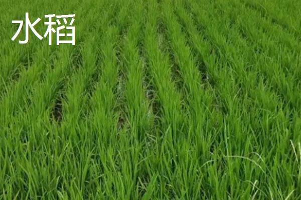 旱稻种植技术，旱稻和水稻的区别