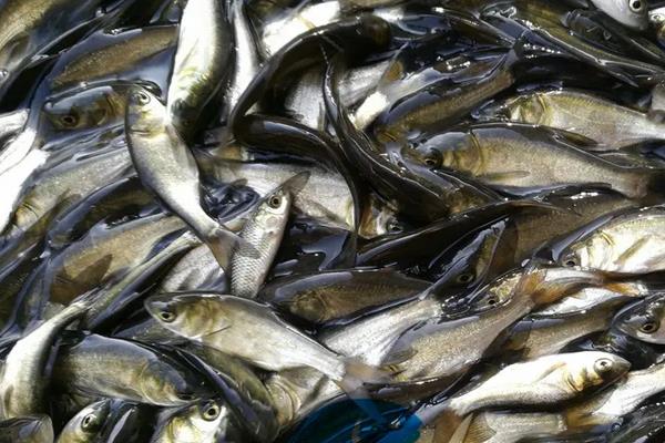 鳙鱼亩产5000斤养殖技术，鳙鱼和鲢鱼的区别