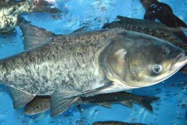 鳙鱼亩产5000斤养殖技术，鳙鱼和鲢鱼的区别