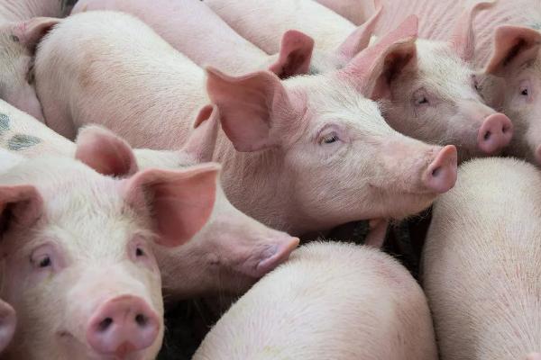 猪场生物安全防控措施，猪场如何除臭