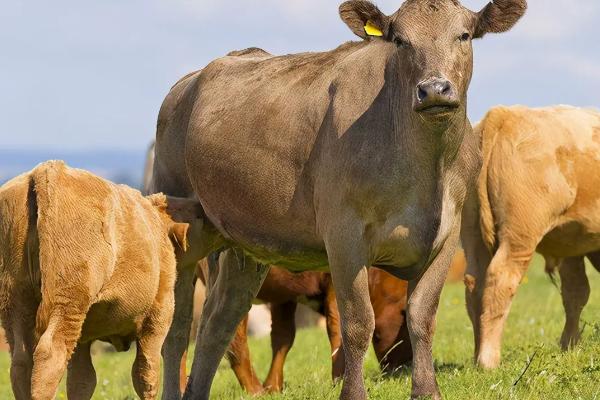 牛得口蹄疫怎么治疗用什么药，口蹄疫的症状