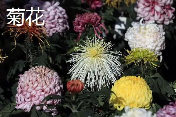 万寿菊种植技术和管理，万寿菊和菊花的区别