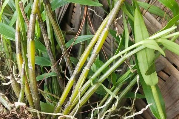 中药麦黄草人工种植方法，麦黄草是多年生植物吗