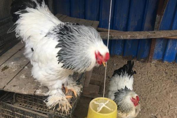 婆罗门鸡能长多少斤，附养殖方法