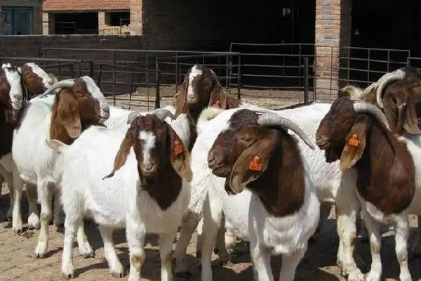 波尔山羊繁殖率高吗，波尔山羊的养殖技术和管理