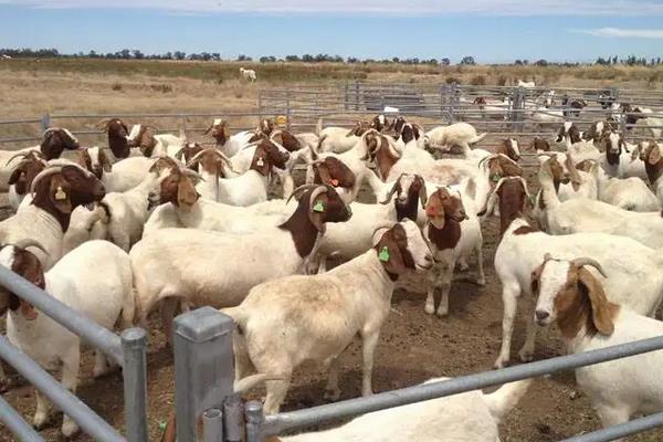 波尔山羊繁殖率高吗，波尔山羊的养殖技术和管理