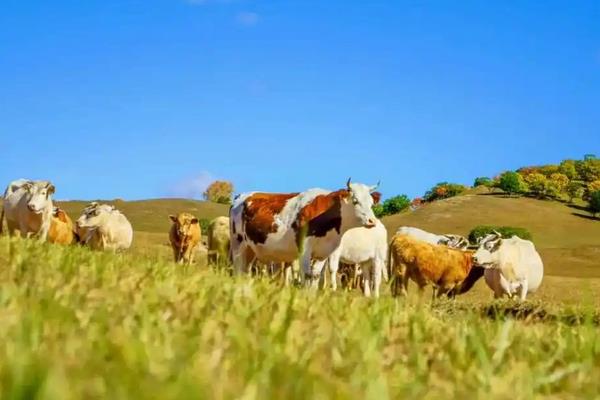 牛和羊可以在一起养吗，附牛的养殖方法
