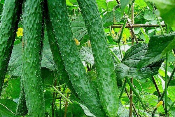 黄瓜地第二年可以继续种吗，附黄瓜的种植方法