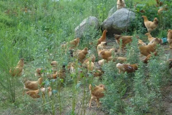 养一万只土鸡要几亩地，养鸡需要办理什么证