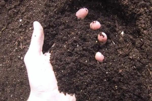 魔芋种子种植技术，一代种当年挖不挖