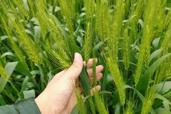 小麦返青肥用尿素还是复合肥，如何给小麦使用尿素、复合肥和叶面肥