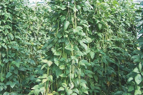 亩产上万斤的豇豆品种，附豇豆的种植方法