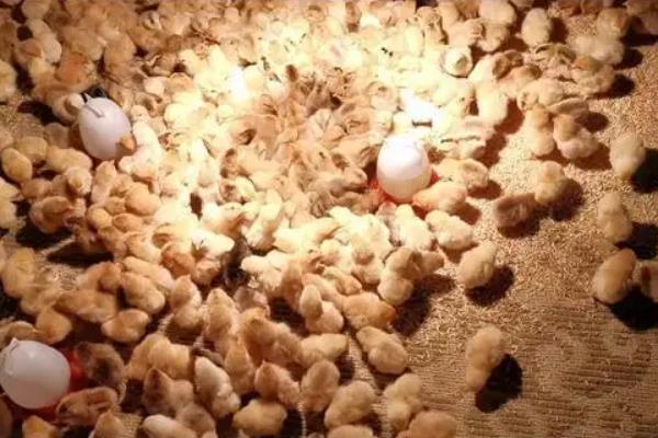 雏鸡多久晚上才关灯，附雏鸡的养殖方法