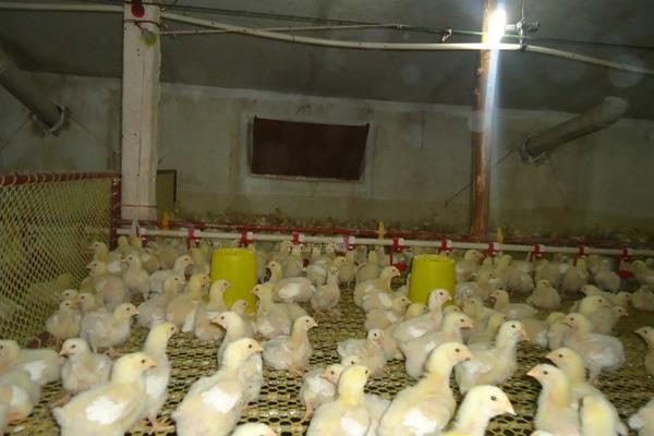 雏鸡多久晚上才关灯，附雏鸡的养殖方法