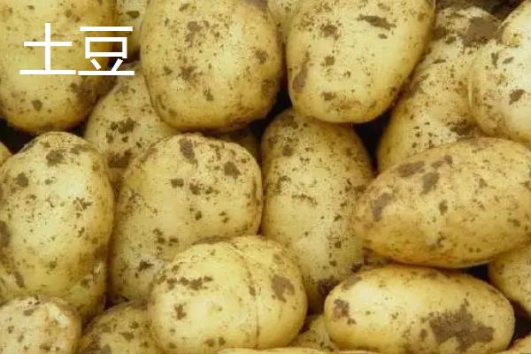 芋头怎么种植，芋头和土豆的区别