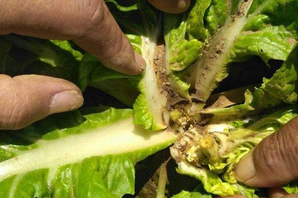 菠菜病害，附菠菜的种植技术