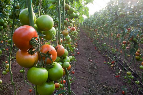 西红柿的种植方法和管理技术，种植周期多长