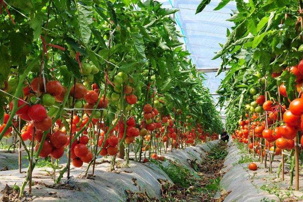 西红柿株行距多少合适，附西红柿的种植方法