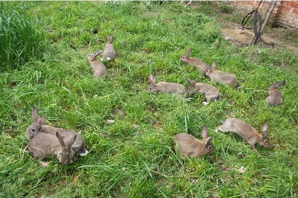 野兔子幼崽怎么养活，一亩地可以养多少只
