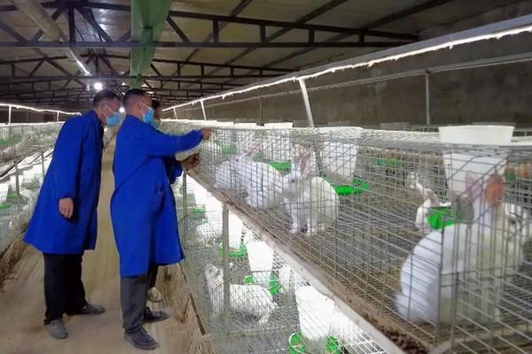 养殖兔子的兔棚怎么搭建，附养殖方法
