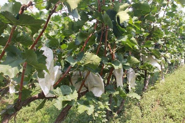 克伦生葡萄产地在哪，附种植技术