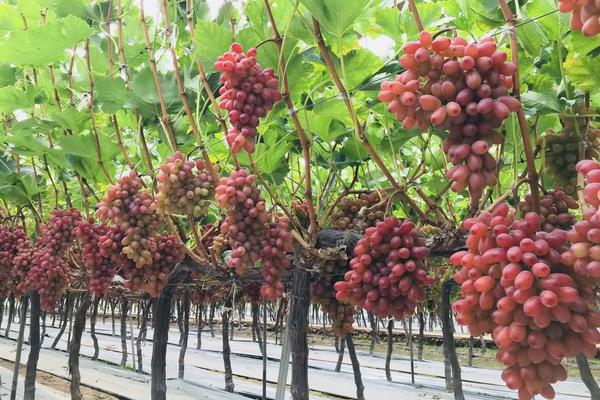 克伦生葡萄产地在哪，附种植技术