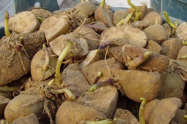 土豆种植技术 土豆高产种植技术介绍，什么季节种合适