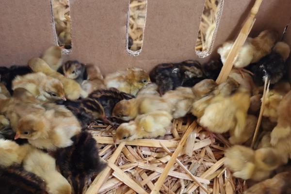 芦丁鸡冬天怎么养，孵化的湿度和温度多少
